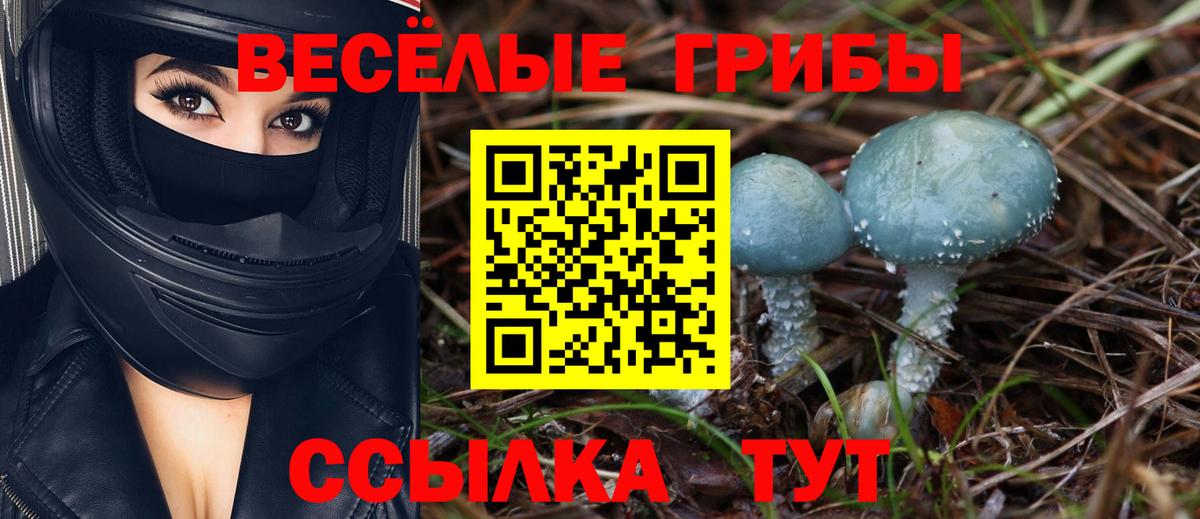 Псилоцибиновые грибы Cubensis  Вход с VPN  Озёрск 